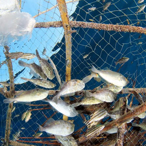 Sustainability and Our Fisheries